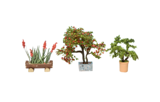 Ornamental plants in pots