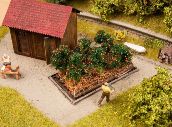 Tomato plants