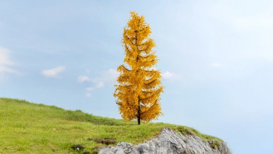 Lärche, herbstlich
