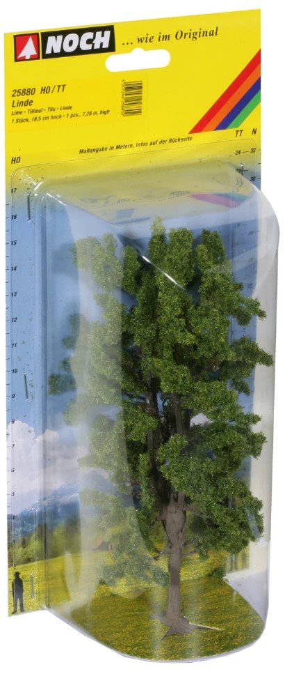 Linden tree 18.5 cm