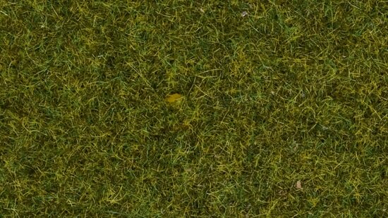 Wild Grass “Meadow”