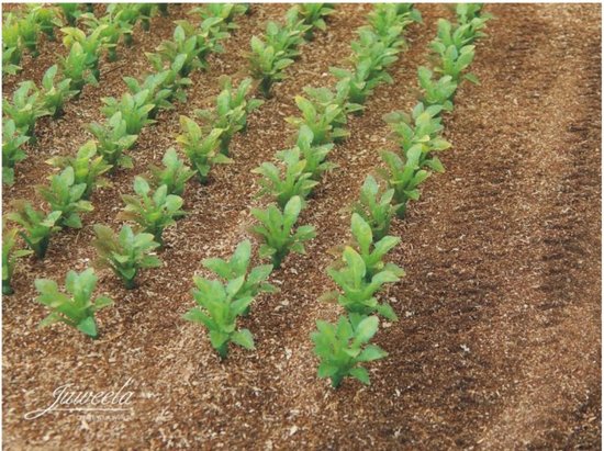 Sugarbeet plants (+/- 2cm high) 50 pieces