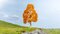 Birch, autumnal