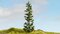 Spruce Tree 25cm