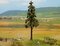 High Trunk Spruce Tree