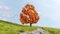 Maple, autumnal