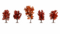 Autumn Trees