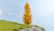 Larch, autumnal