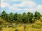 Deciduous Trees