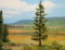 Spruce