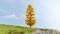 Larch, autumnal