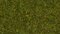 Wild Grass “Meadow”