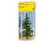 Caucasian Fir 12 cm high