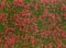 Foil - red meadow 12 x 18 cm