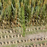Corn plants, green package 50pcs