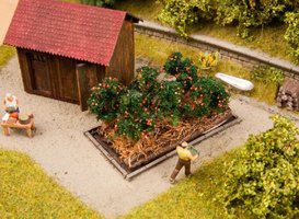 Tomato plants