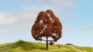 Copper Beech