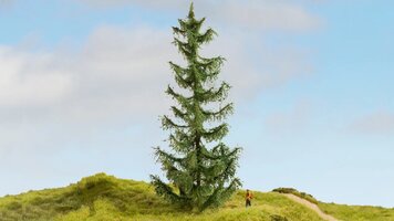 Spruce Tree