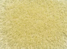Wild grass Golden yellow, 9 mm, 50 g bag