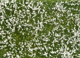 Folie - weiße Wiese  12 x 18 cm