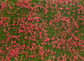 Folie - rote Wiese 12 x 18 cm