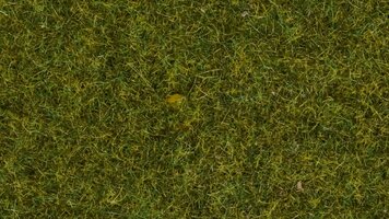 Wild Grass “Meadow”