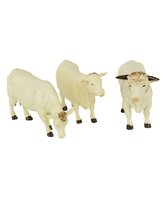 Figures of three Charlais cows
