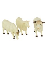 Die Zahlen von drei Kühe Charolais